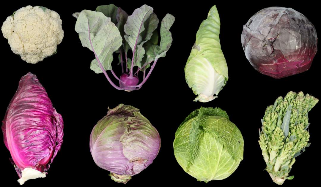 Auf schwarzem Grund sind die verschiedenen Gemüsekohlsorten abgebildet. Von links oben nach rechts unten: Blumenkohl, violetter Kohlrabi, Spitzkohl, Rotkohl, roter Spitzkohl, runder Spitzkohl, Wirsing und Romanesco. Die Farben und Formen der hier gezeigten Arten weichen z.T. stark von den in den Supermärkten erhältlichen Gemüsekohlsorten ab.